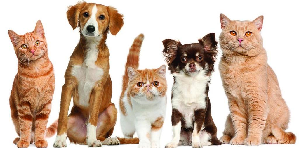 Доска объявлений о животных | ЗооТом - продажа, вязка и услуги для животных в Удачном