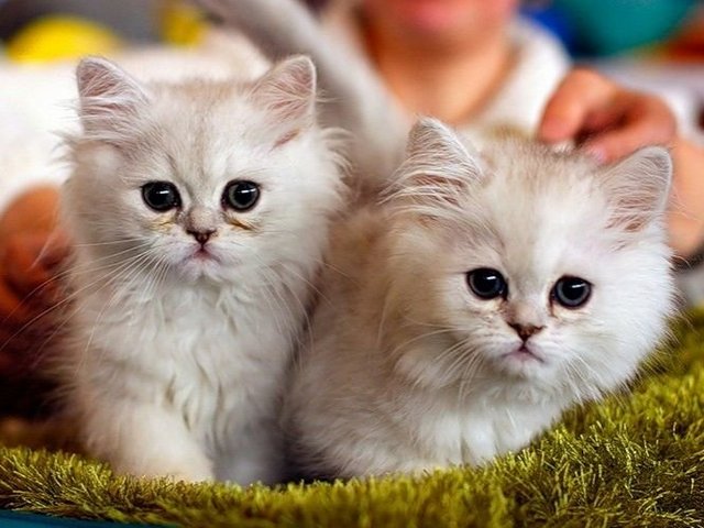 Породы кошек в Удачном | ЗооТом портал о животных