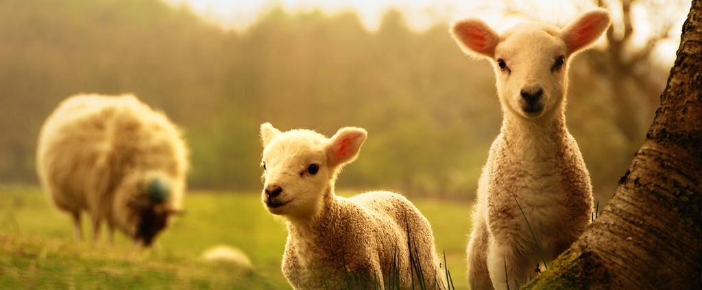 Объявления о сельскохозяйственных животных | ЗооТом - продажа, вязка и услуги для животных в Удачном