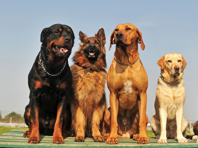 Крупные породы собак в Удачном | ЗооТом портал о животных